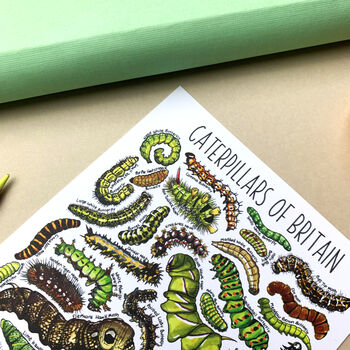 Caterpillars Of Britain Watercolour Postcard, 9 of 9