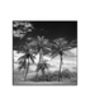 Coconut Trees, Santa Maria Beach Photographic Art Print, thumbnail 3 of 4