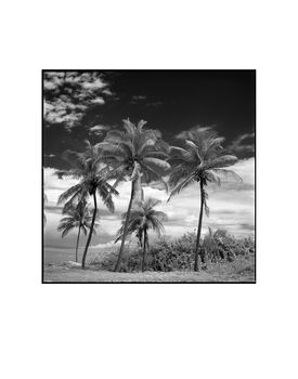 Coconut Trees, Santa Maria Beach Photographic Art Print, 3 of 4