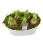 Fragrant Hyacinth Indoor Planter In White Trough, thumbnail 2 of 7