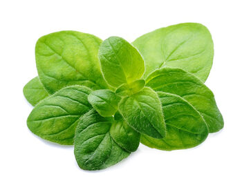 Herb Plants Oregano 12 X Plug Plant Pack, 5 of 5
