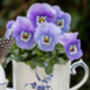 Viola 'Marina Babyface' Six X Plant Pack, thumbnail 2 of 4