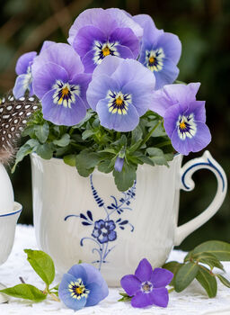 Viola 'Marina Babyface' Six X Plant Pack, 2 of 4