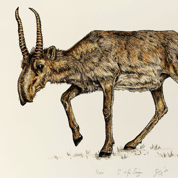S Is For Saiga Antelope Illustration Print, 2 of 6