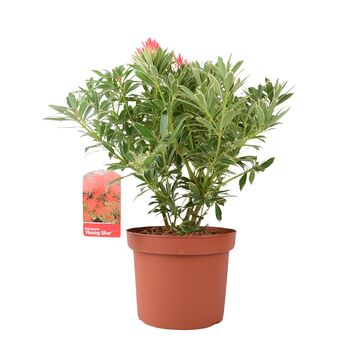 Pieris ‘Flaming Silver’ Evergreen Shrub 5 L Pot, 3 of 4