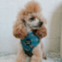 Happy Highland Cow Dog Collar, thumbnail 6 of 9