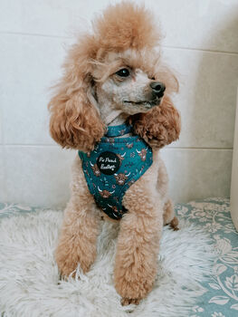 Happy Highland Cow Dog Collar, 6 of 9