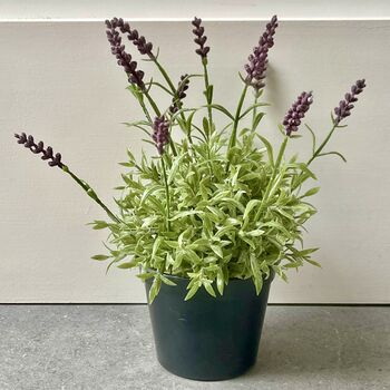 Artificial Lavender In Pot, 6 of 6