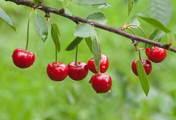 Cherry Tree, 'Summit', 3 of 12