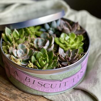 Succulents In A Biscuit Tin, 2 of 12