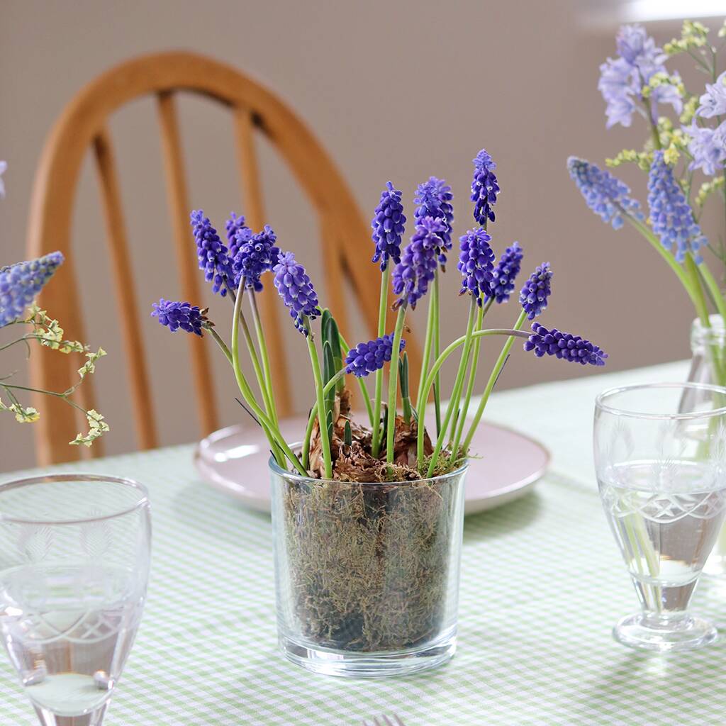 Plant Your Own Spring Muscari Bulb, 1 of 12