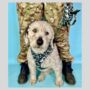 Camouflage Dog Bandana, thumbnail 6 of 6