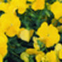 Pansy 'Pure Yellow' 20 X Full Plant Pack, thumbnail 4 of 4