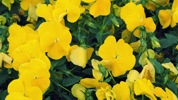 Pansy 'Pure Yellow' 20 X Full Plant Pack, 4 of 4