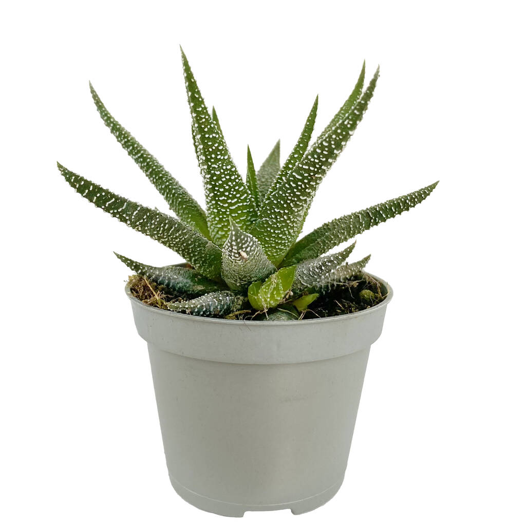 Dotted Aloe Easy Care Decorative House Plant By Clouds Hill Succulents ...