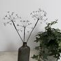 Three Fine Wire Cow Parsley Stems, thumbnail 8 of 9