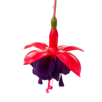 Fuchsia 'Dollar Princess' One Litre Pot, 5 of 6
