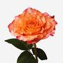 Free Spirit Rose Fresh Bouquet, thumbnail 3 of 3