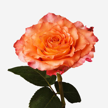 Free Spirit Rose Fresh Bouquet, 3 of 3