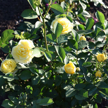 Miniature Rose 'Yellow' Plant In 2 L Pot, 2 of 5