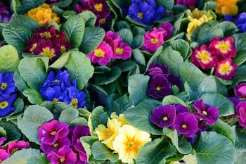 Primrose 'Cabaret Mix' 12 X Plant Pack, 9 of 10