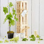 Grow Your Own Prosecco Style Sparkling Wine Gift Crate, thumbnail 1 of 9