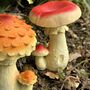 Set Of Four Mushroom Garden Ornaments, thumbnail 2 of 5