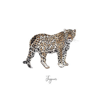 Jaguar Personalised Watercolour Fine Art Print, 2 of 5