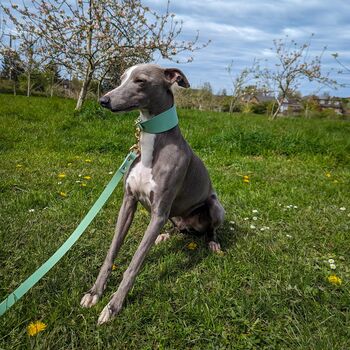 Personalised Whippet / Lurcher / Greyhound Collar And Lead Turquoise, 2 of 12