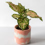 Chinese Evergreen Plant With Handmade Pot, thumbnail 5 of 6