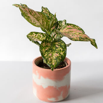 Chinese Evergreen Plant With Handmade Pot, 5 of 6