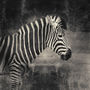 Zebra Black And White Print, thumbnail 2 of 3