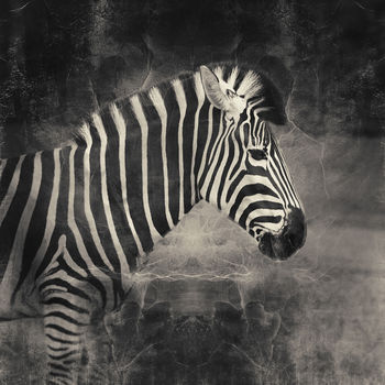 Zebra Black And White Print, 2 of 3