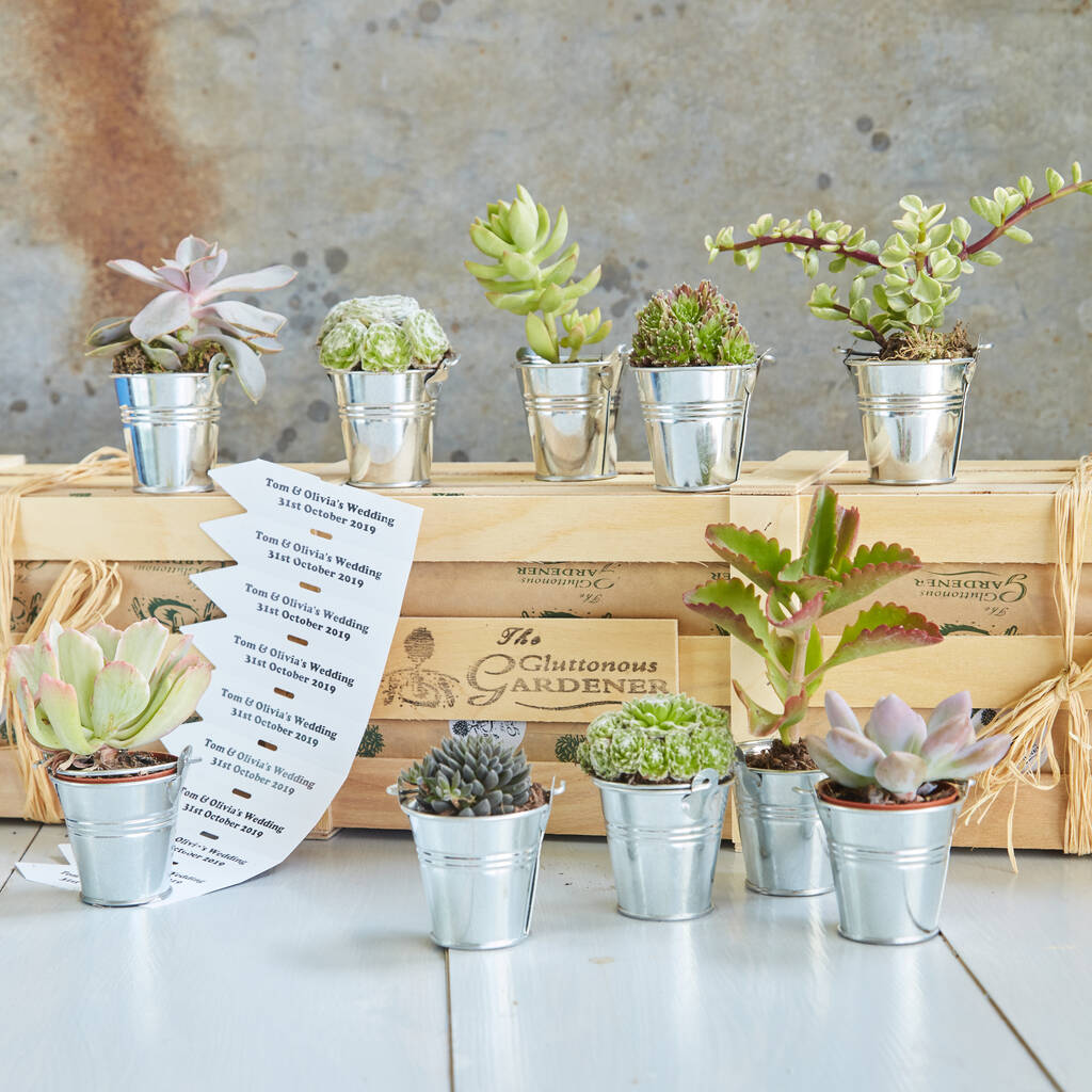 Personalised Succulents Wedding Favours In Tin Pots