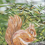 Red Squirrel, Tresco, Isles Of Scilly Collage Art Print, thumbnail 3 of 5