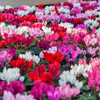 Cyclamen Winfall Mix Three X 10.5cm Pots, 4 of 6