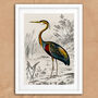 Vintage Crane Heron Illustration Art Print, thumbnail 6 of 7