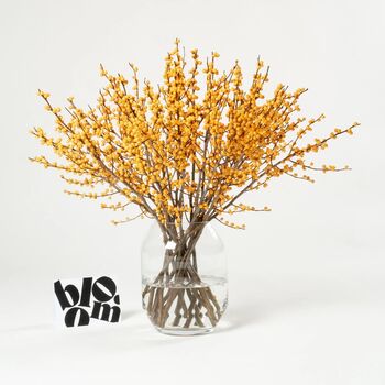 Cinnamon Orange Ilex Berry Bunch, 2 of 2