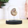 Iridescent Ammonite Bell Jar Real Authentic Jurassic Dinosaur Fossil Museum Quality Natural History Interior Design Home Decor Display Gift Ornament, thumbnail 1 of 5