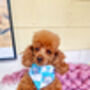 Blue Love Bug Bear Dog Bandana, thumbnail 2 of 8