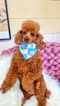 Blue Love Bug Bear Dog Bandana, 2 of 8