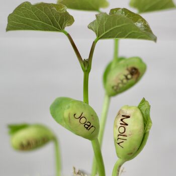 Beans Talk Message Seeds Jar Gift Set, 4 of 8