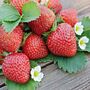 Strawberry Plants, thumbnail 6 of 8