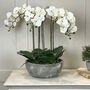 Orchid Phalaenopsis Plants In Stone Look Bowl, thumbnail 3 of 4