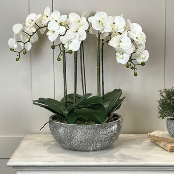 Orchid Phalaenopsis Plants In Stone Look Bowl, 3 of 4