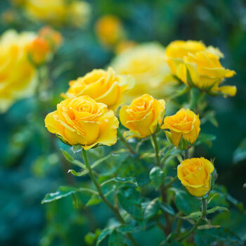 Miniature Rose 'Yellow' Plant In 2 L Pot, 5 of 5