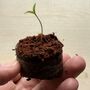 Grow Your Own Chillis, thumbnail 4 of 5