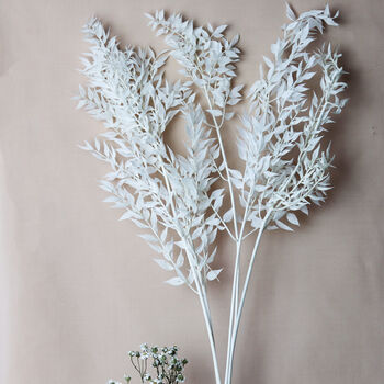Natural Bleached White Leaf Ruscus Long Stems, 2 of 4