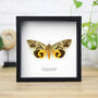 Fruit Piercing Insect Bug Moth Butterfly Entomology Taxidermy Box Frame, thumbnail 1 of 3