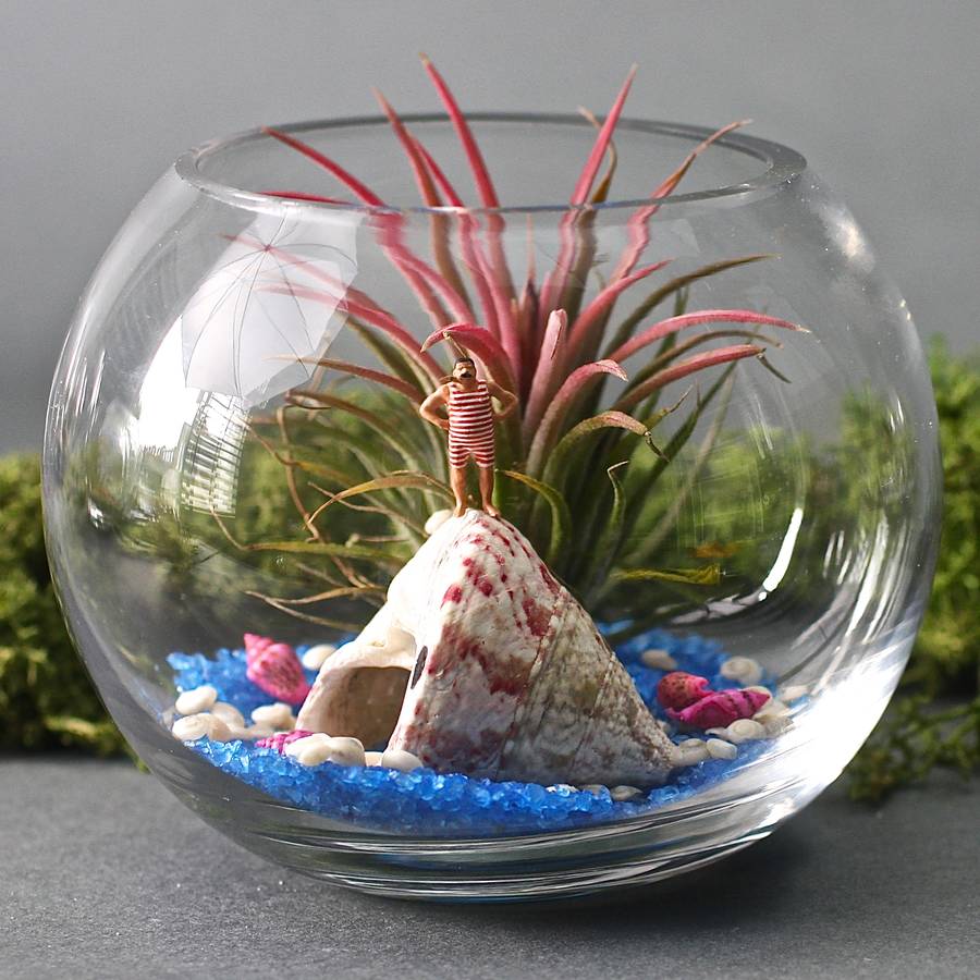 bather mini terrarium kit by london garden trading